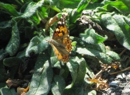 Vanessa cardui  - Fabio Simonazzi