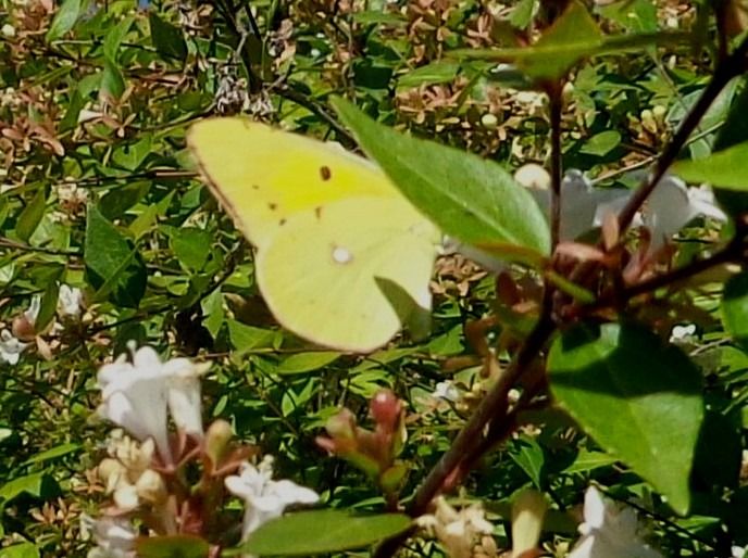 Colias crocea  - Fabio Simonazzi
