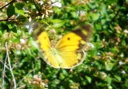 Colias crocea  - Fabio Simonazzi