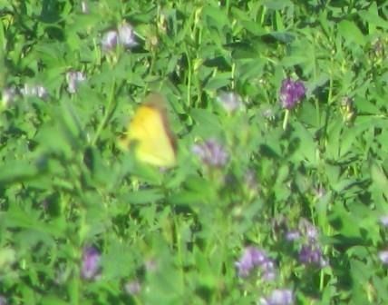 Colias crocea  - Fabio Simonazzi