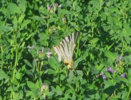 Iphiclides podalirius  - Fabio Simonazzi