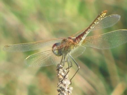 Sympetrum fonscolombei  - Fabio Simonazzi