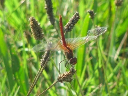 Sympetrum fonscolombei  - Fabio Simonazzi