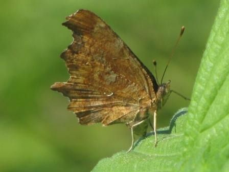 Polygonia c-album  - Fabio Simonazzi