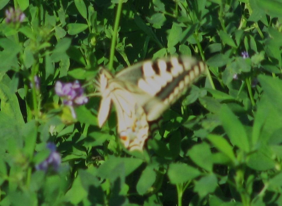 Papilio machaon  - Fabio Simonazzi