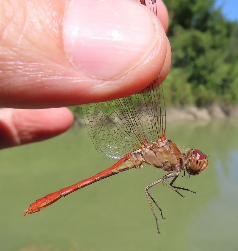 Sympetrum meridionale  - Nicola Pilon