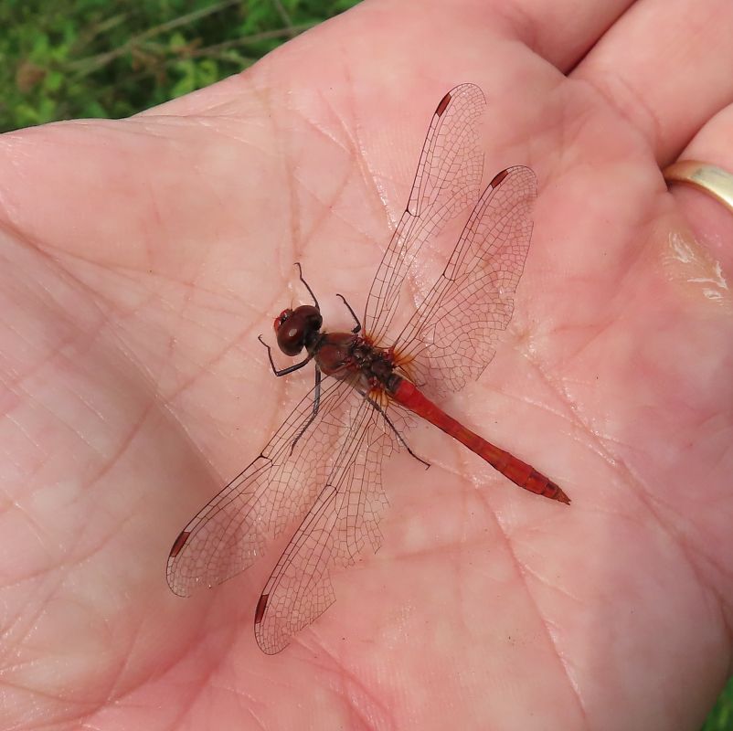 Sympetrum sanguineum  - Nicola Pilon