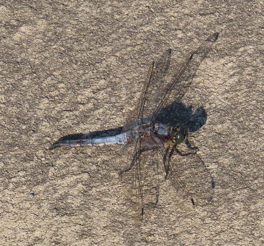 Orthetrum cancellatum  - Nicola Pilon