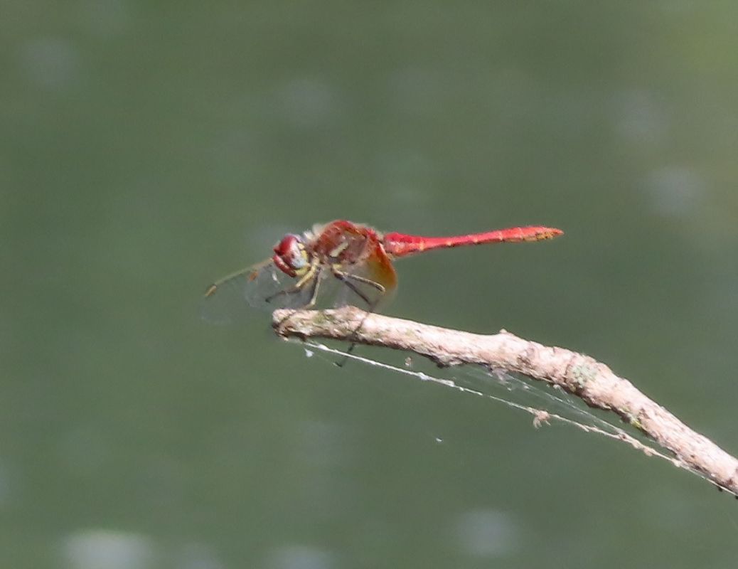 Sympetrum fonscolombei  - Nicola Pilon