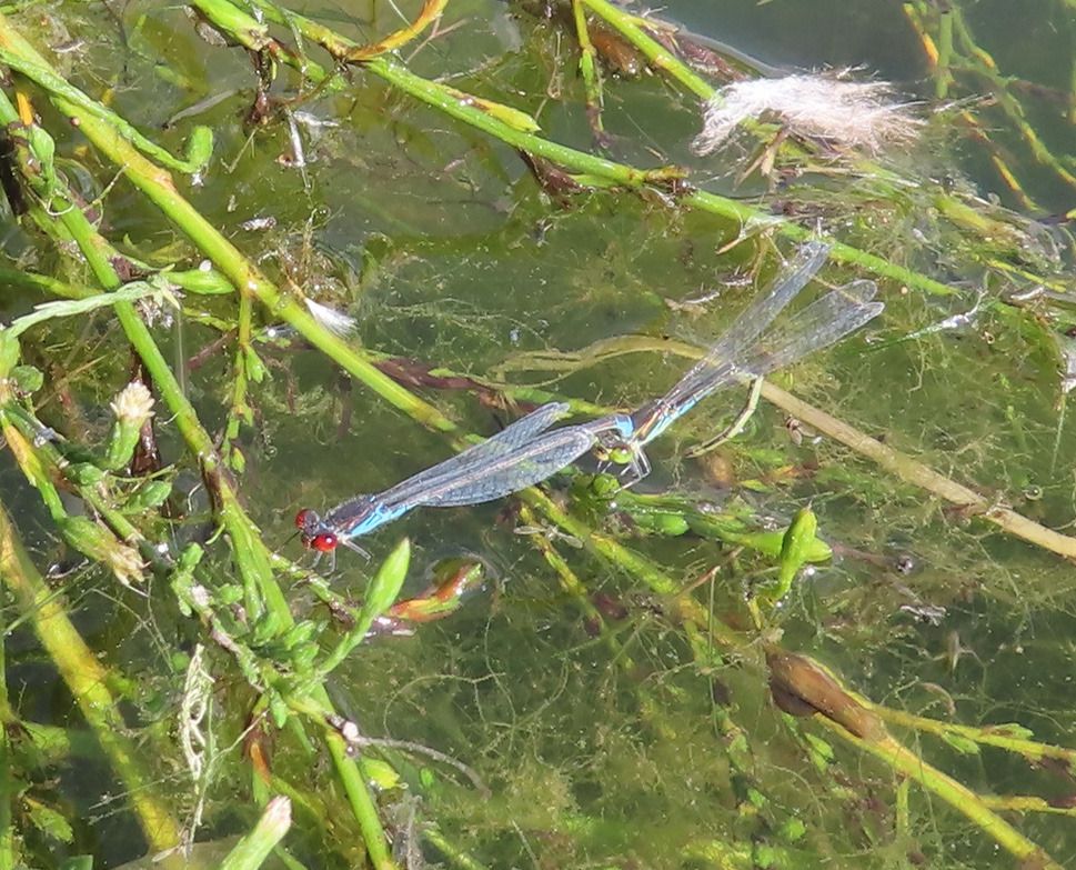 Erythromma viridulum  - Nicola Pilon