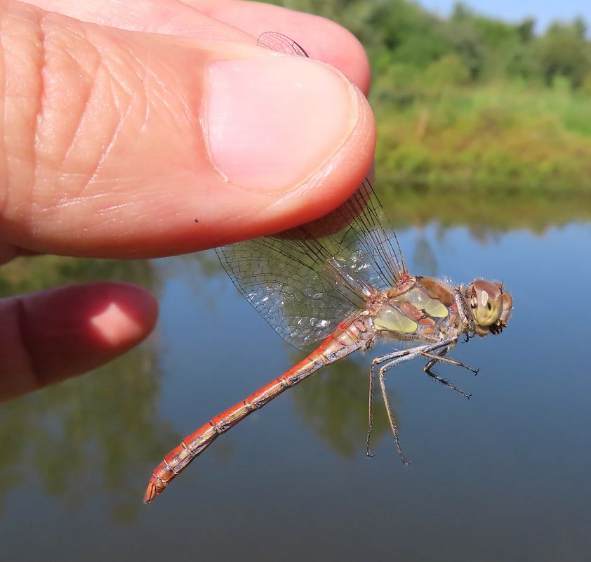 Sympetrum striolatum  - Nicola Pilon