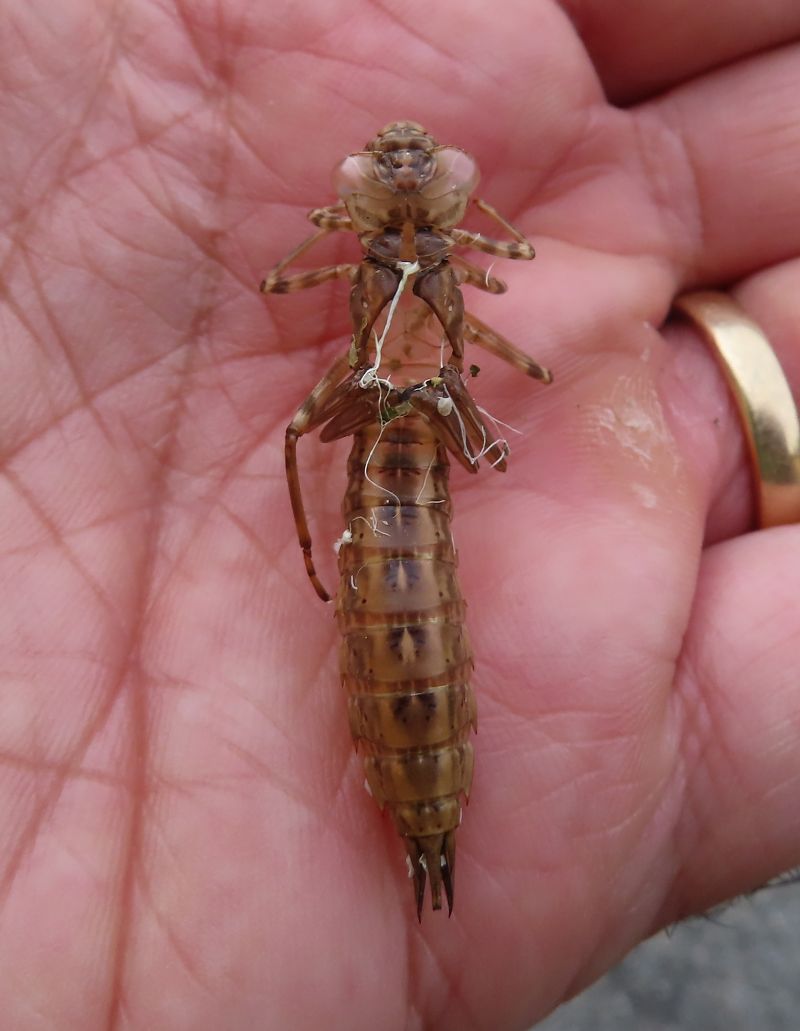 Aeshna cyanea  - Nicola Pilon