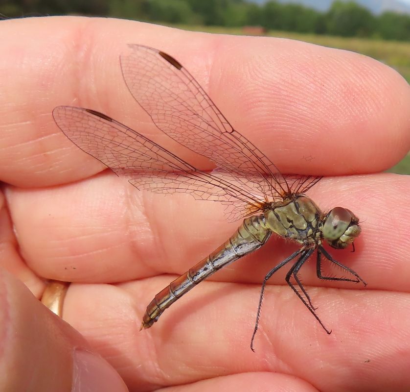 Sympetrum sanguineum  - Nicola Pilon