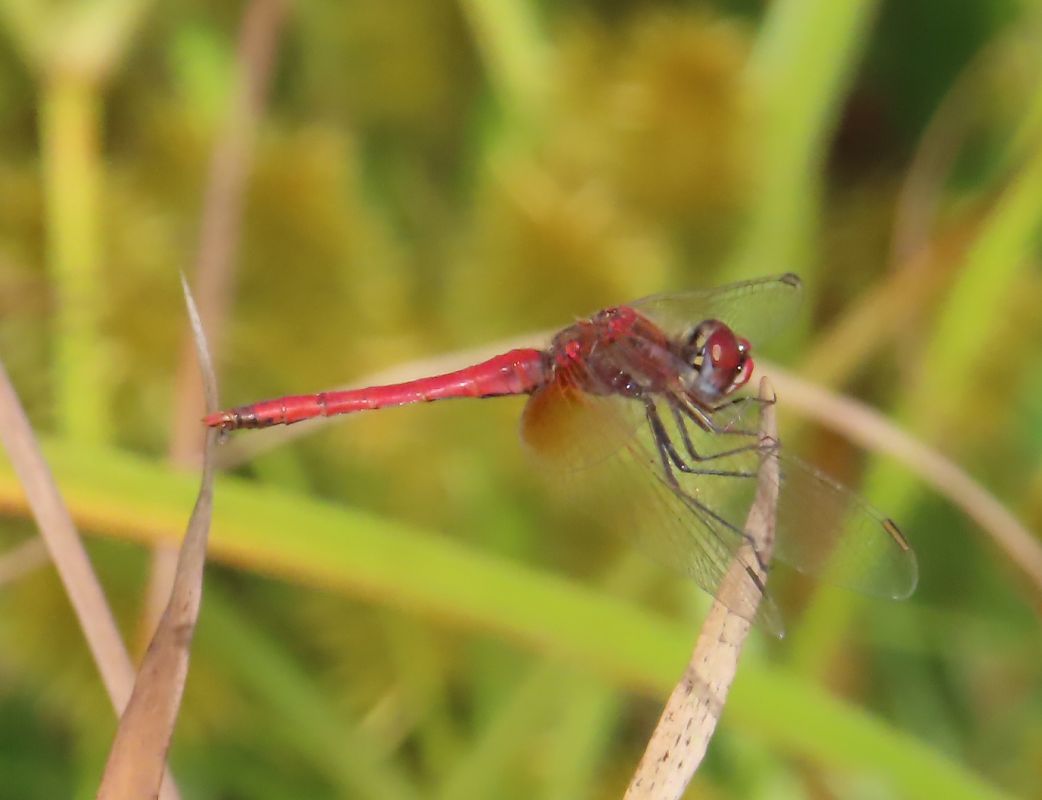 Sympetrum fonscolombei  - Nicola Pilon
