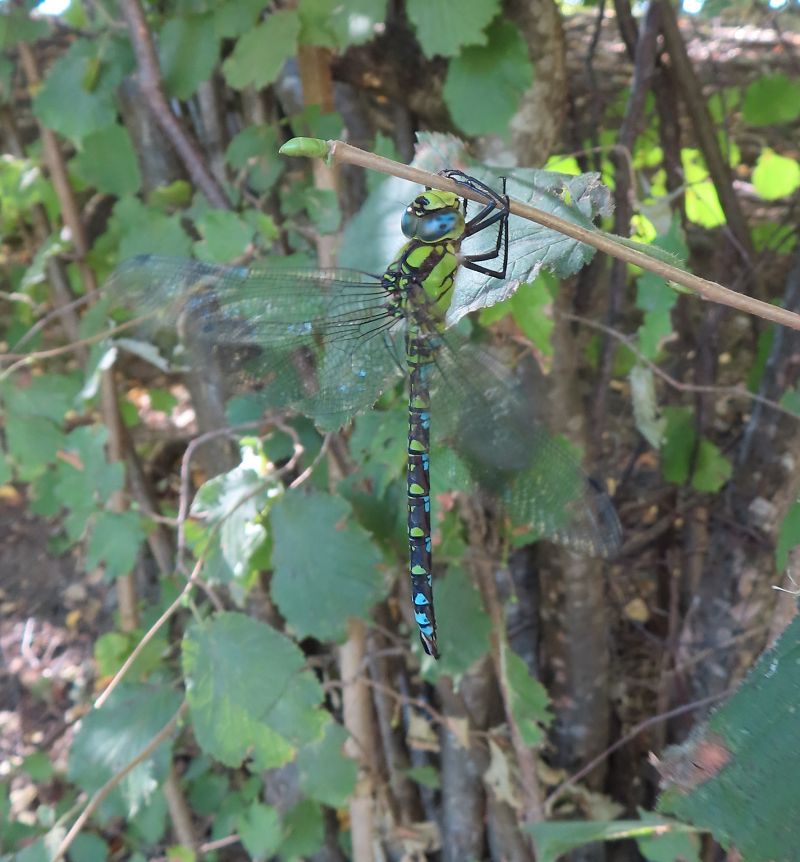Aeshna cyanea  - Nicola Pilon