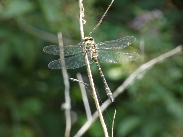 Cordulegaster boltonii  - Nicola Pilon
