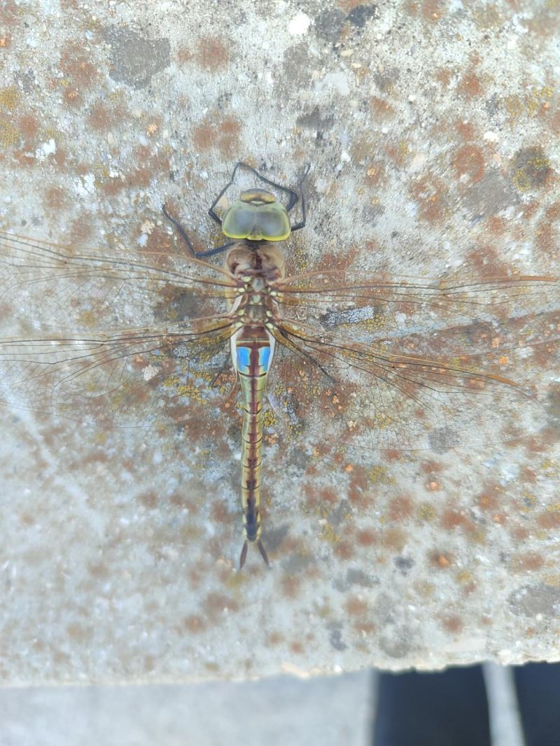 Anax ephippiger  - Anonimo
