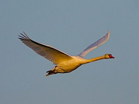 Cigno reale  - Angelo Pasqua