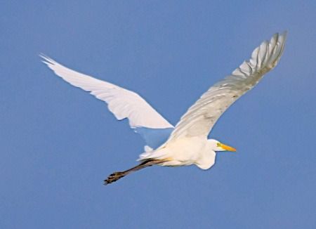 Airone bianco  - Angelo Pasqua