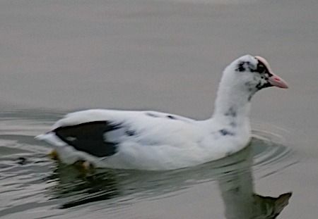 Folaga  - Angelo Pasqua