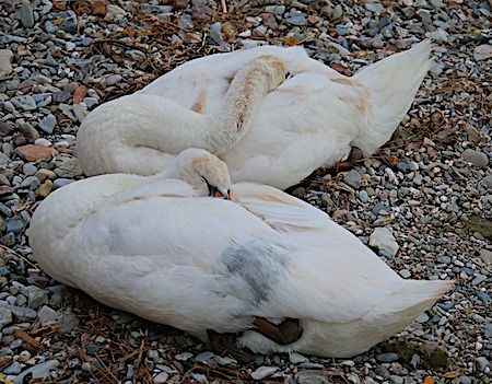 Cigno reale  - Angelo Pasqua