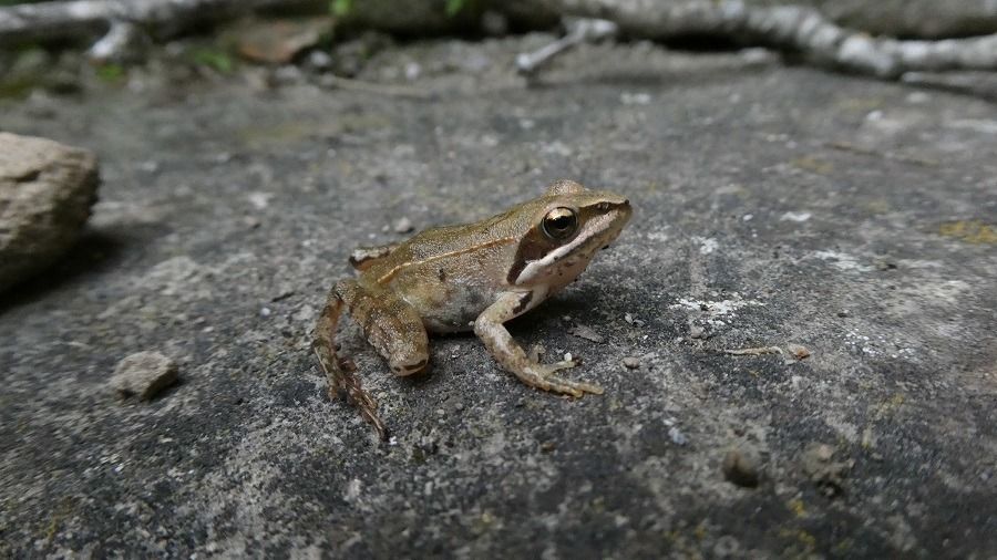 Rana dalmatina  - Massimo Gigante