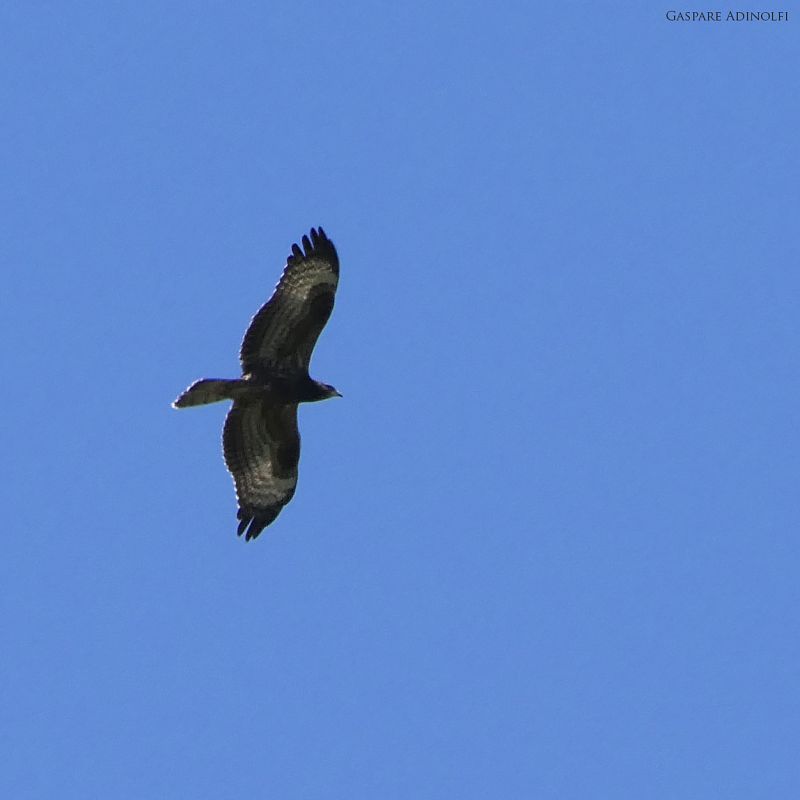 Falco pecchiaiolo  - Gaspare Adinolfi