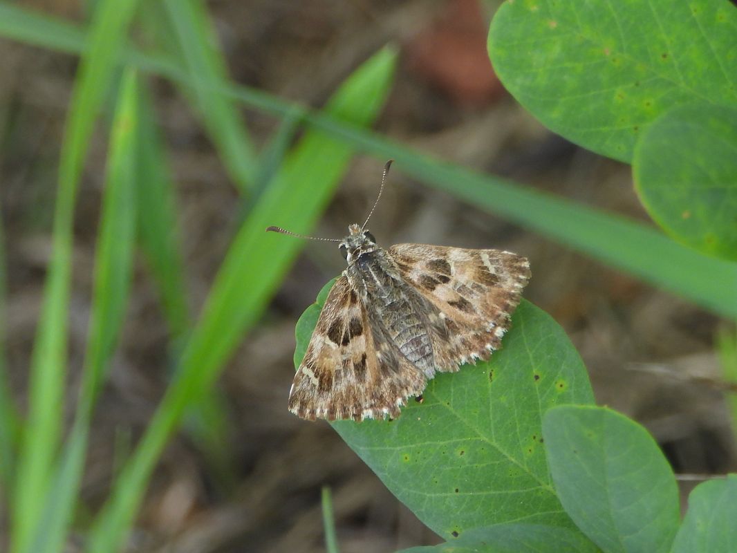Carcharodus alceae  - Mirko Tomasi