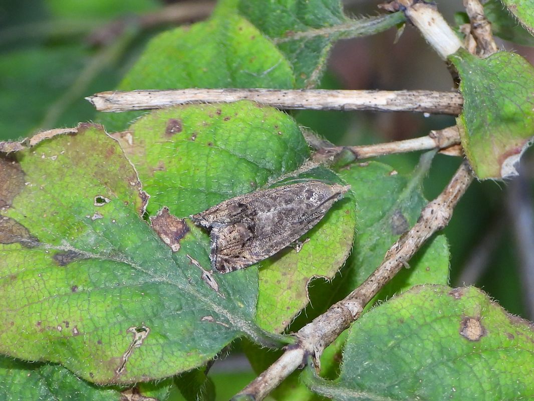 Cydia splendana  - Mirko Tomasi