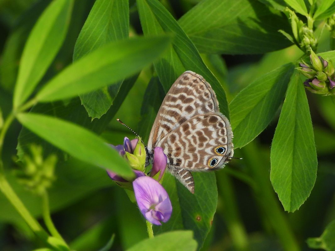 Leptotes pirithous  - Mirko Tomasi