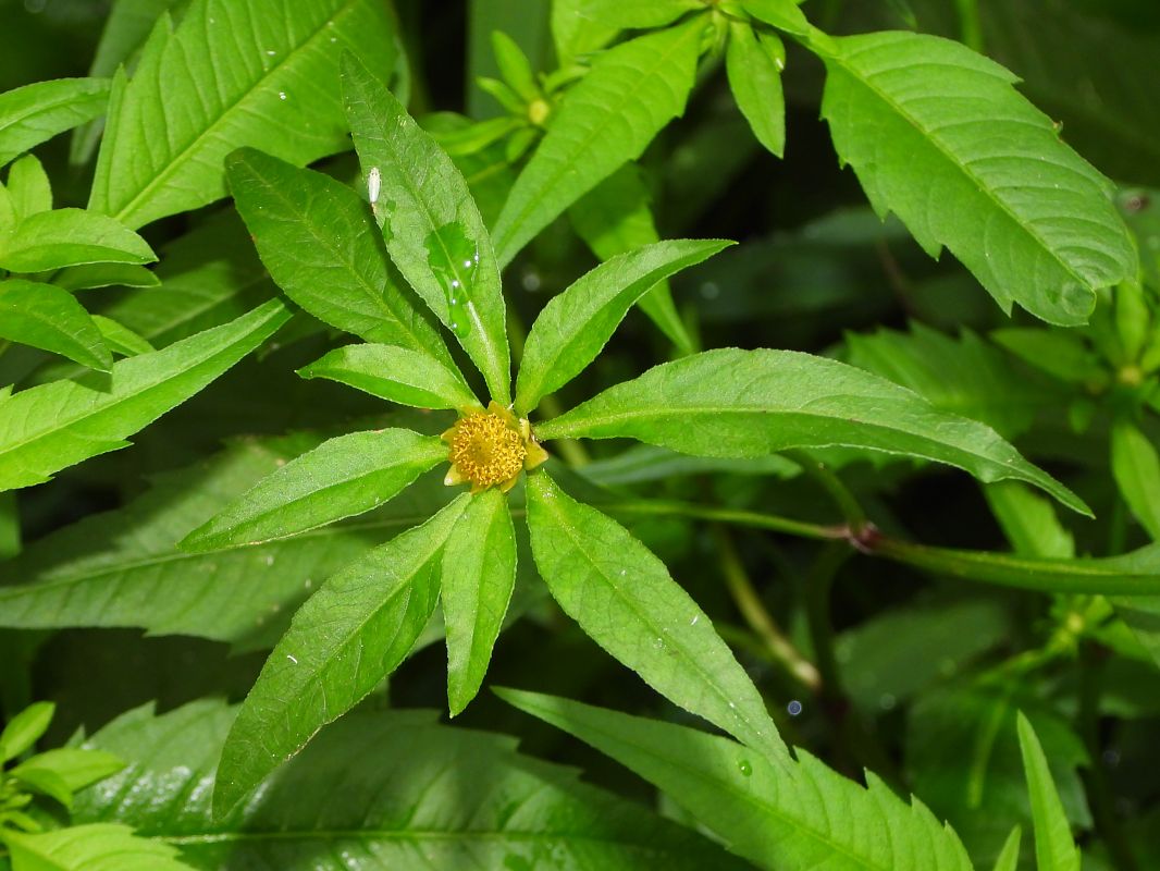 Bidens connata  - Mirko Tomasi