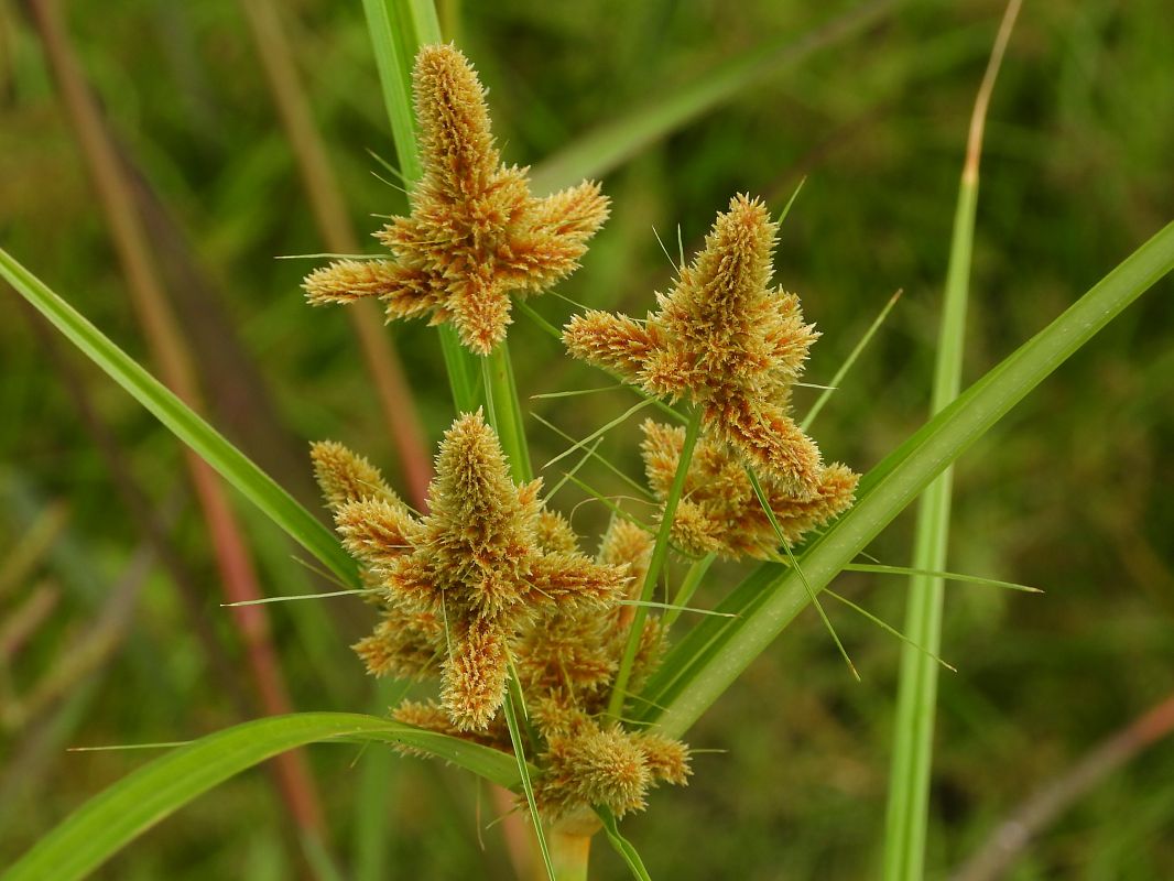 Cyperus glomeratus  - Mirko Tomasi