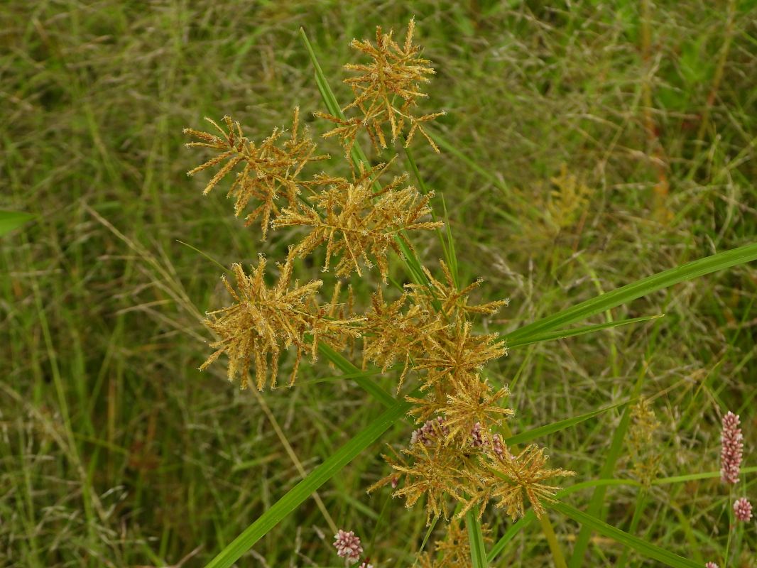 Cyperus esculentus  - Mirko Tomasi