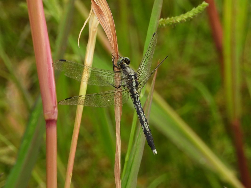 Orthetrum albistylum  - Mirko Tomasi