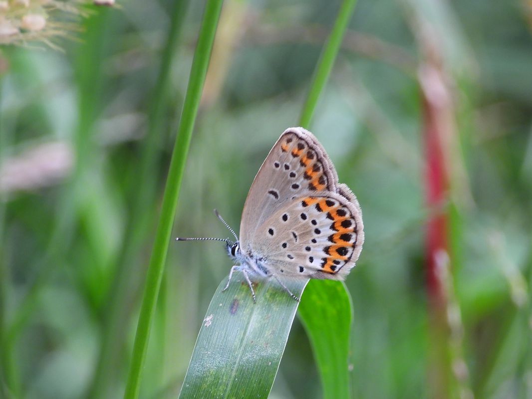 Plebejus sp.  - Mirko Tomasi