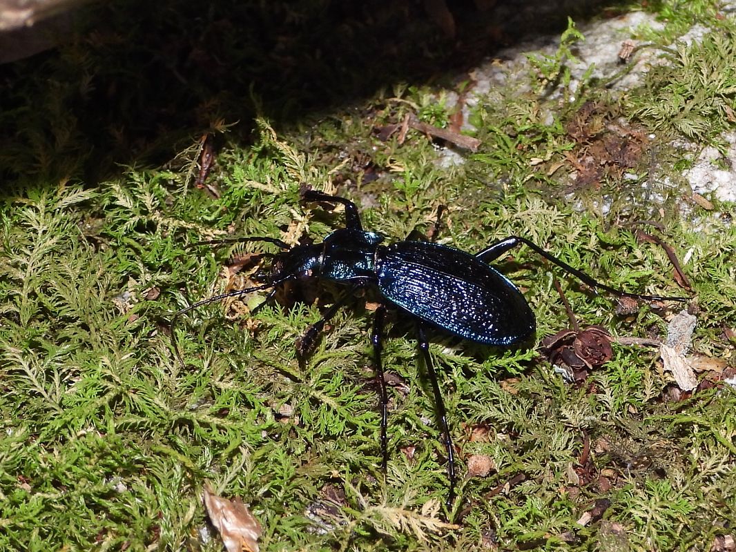Carabus intricatus  - Mirko Tomasi