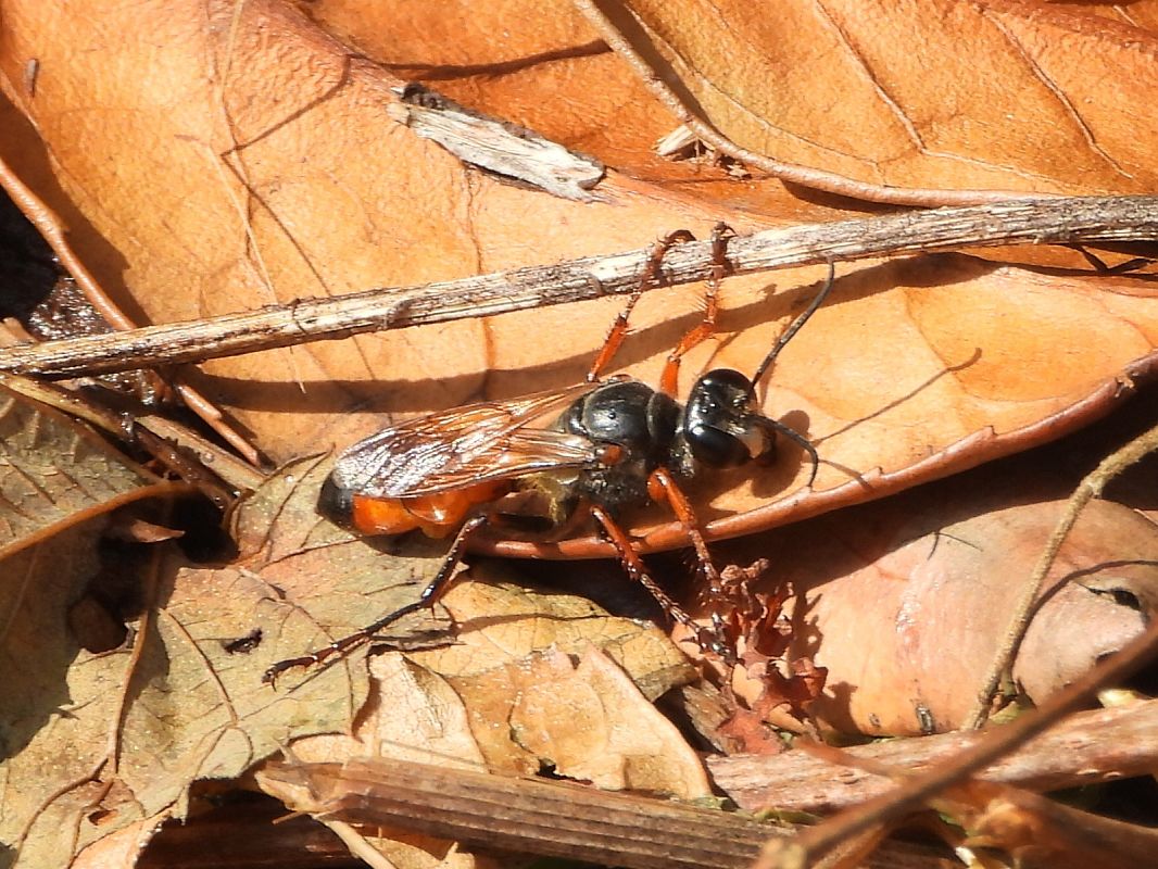 Sphex funerarius  - Mirko Tomasi