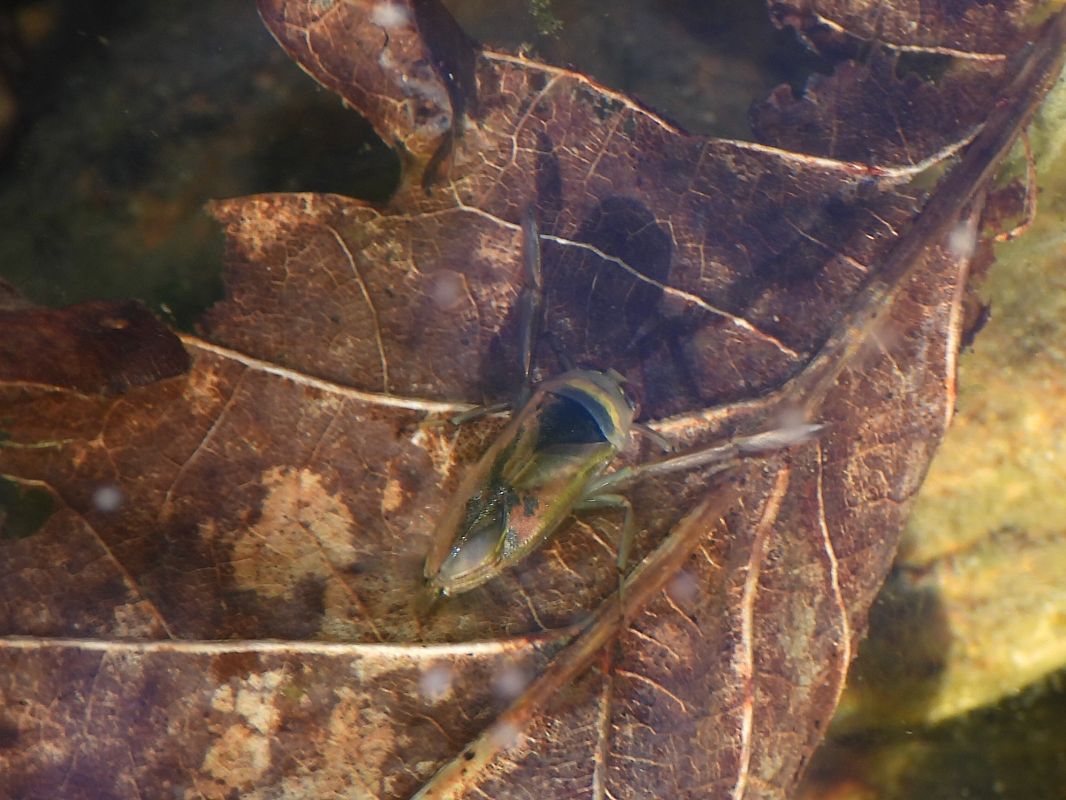Notonecta glauca  - Mirko Tomasi