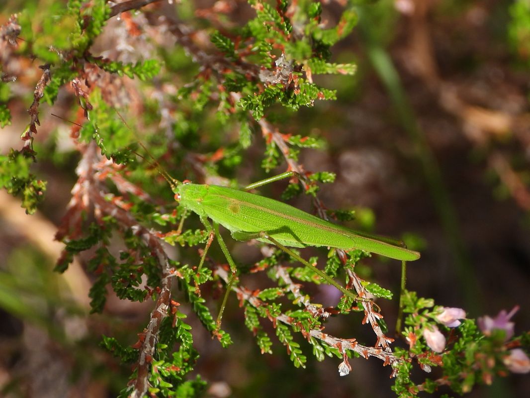 Phaneroptera falcata  - Mirko Tomasi
