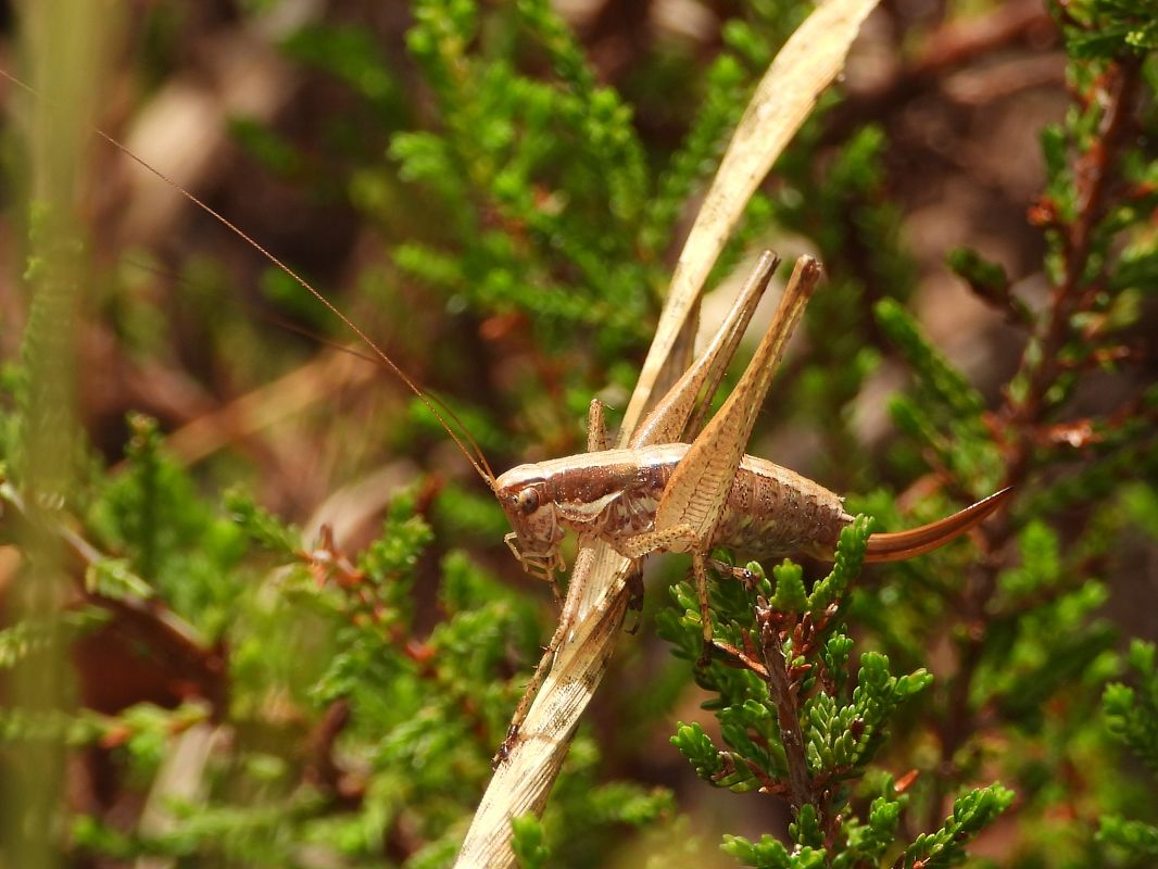 Yersinella raymondii  - Mirko Tomasi