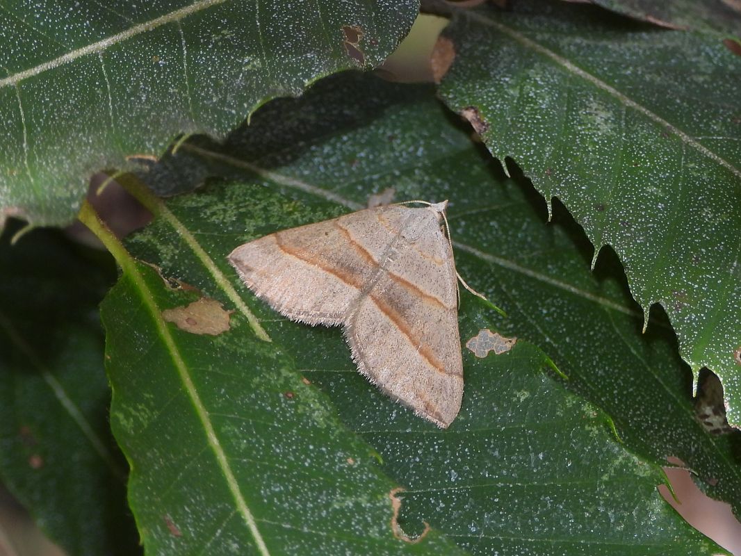 Scotopteryx luridata  - Mirko Tomasi