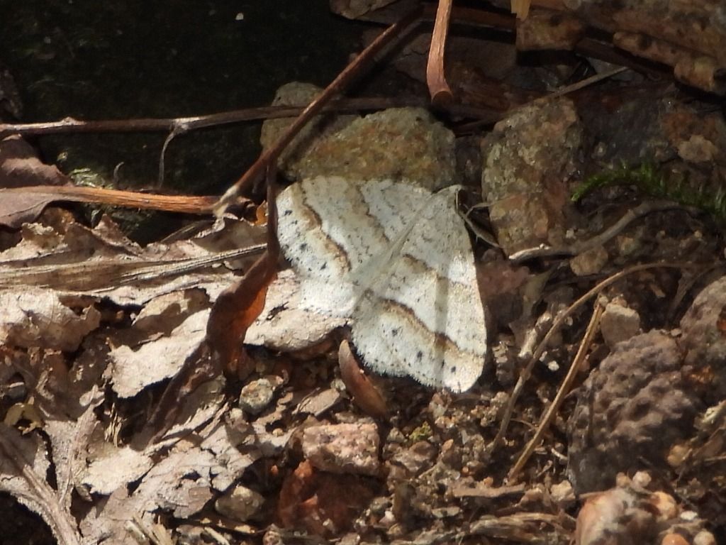 Mesotype parallelolineata  - Mirko Tomasi