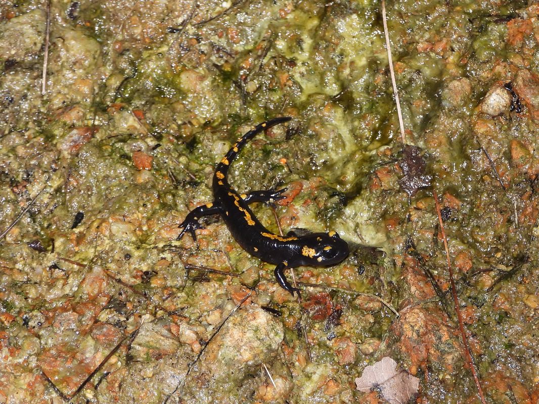 Salamandra pezzata  - Mirko Tomasi