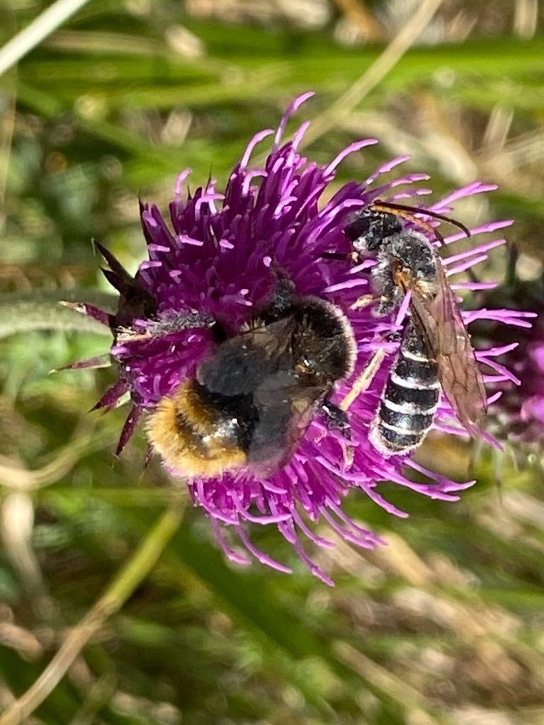 Halictus scabiosae  - Maria Rita Gelso