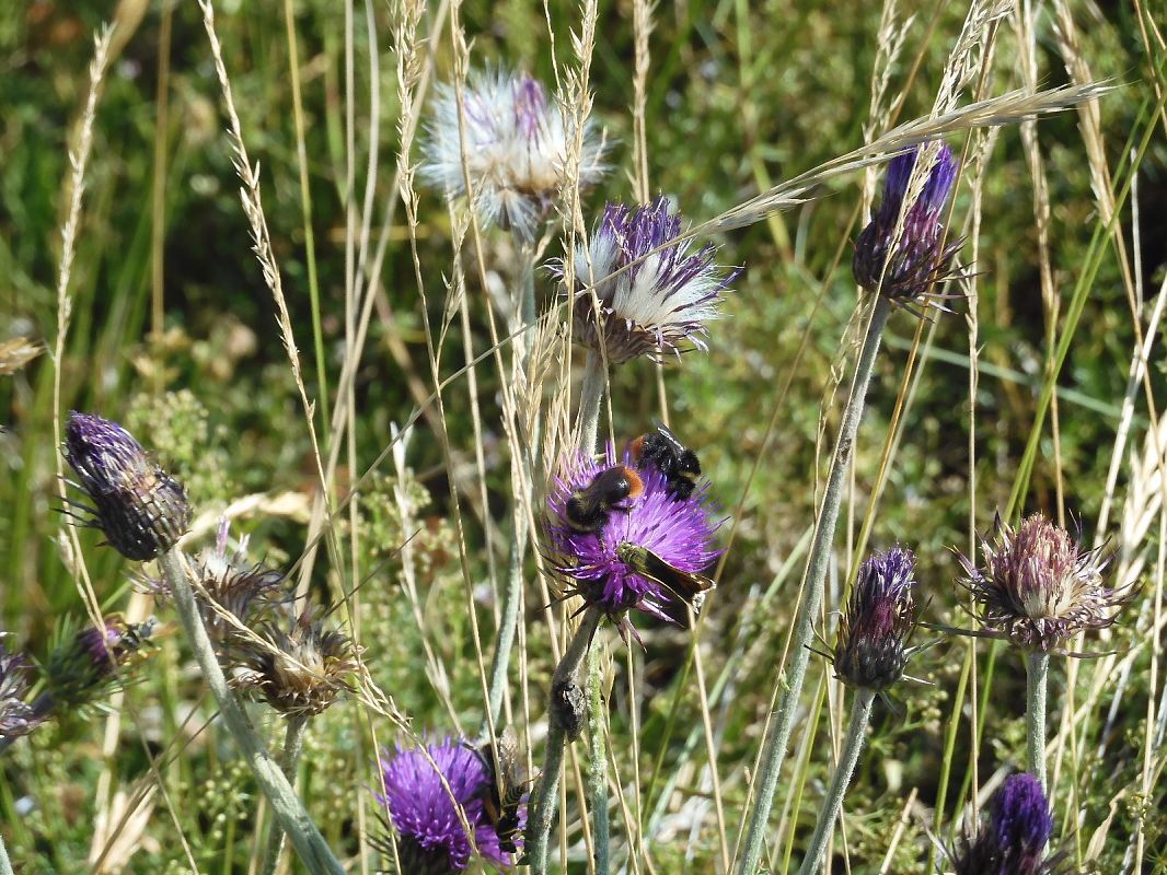 Bombus terrestris  - Maria Rita Gelso