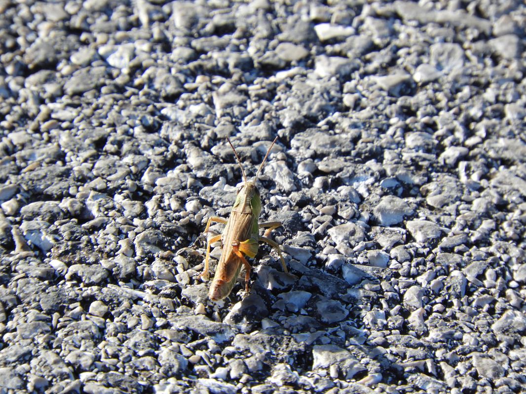 Locusta migratoria  - Maria Rita Gelso