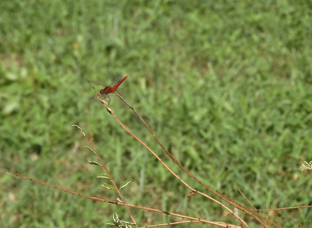Crocothemis erythraea  - Maria Rita Gelso