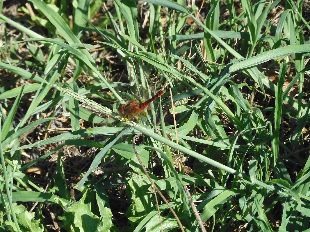 Crocothemis erythraea  - Maria Rita Gelso