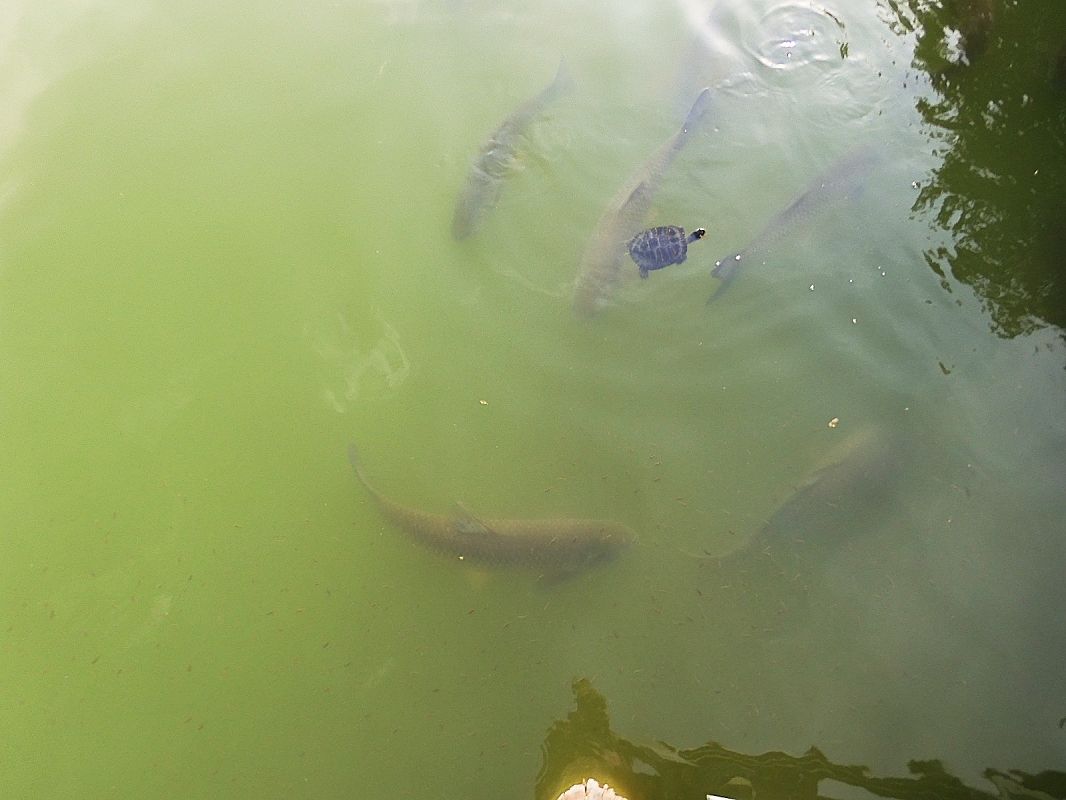 Carpa erbivora  - Maria Rita Gelso