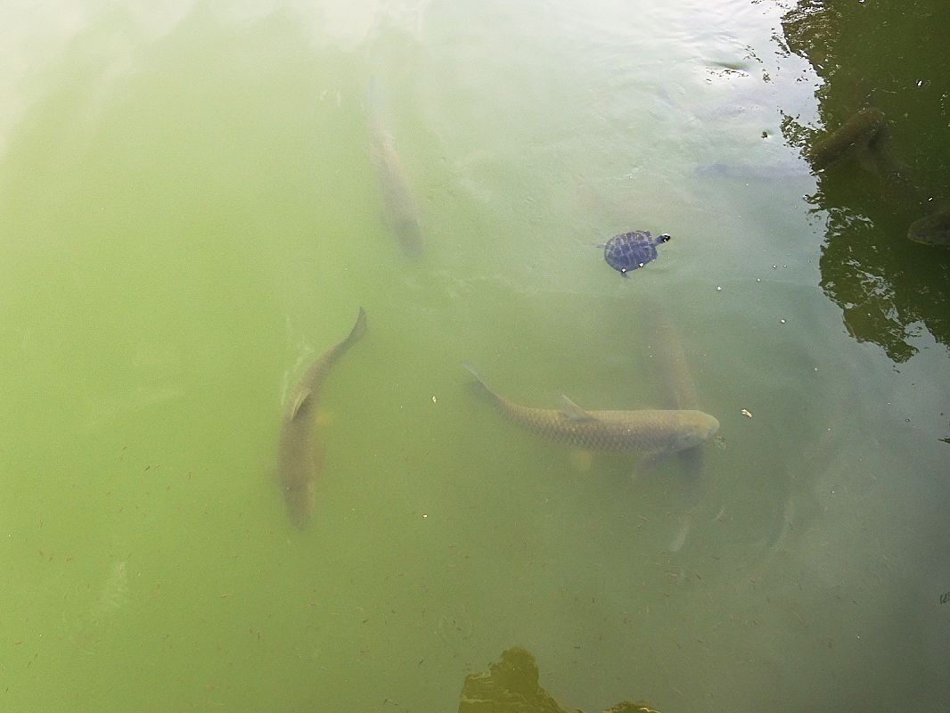 Carpa erbivora  - Maria Rita Gelso